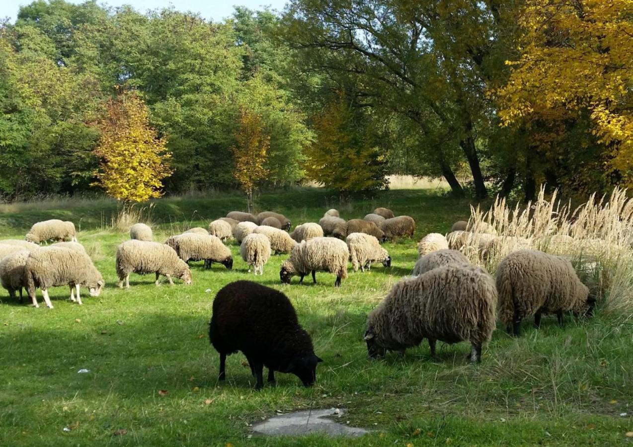 Gut Am See Görlitz Dış mekan fotoğraf